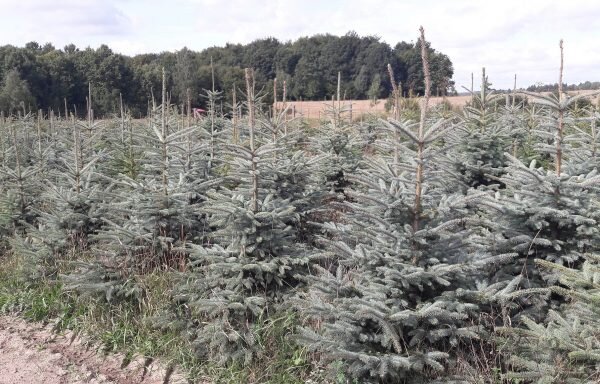 Świerk srebrny (kłujący srebrzysty) kilkuletni—CHOINKA